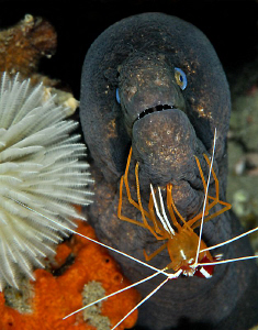 Black cheek moray with a cleaner shrimp. by Charles Wright 